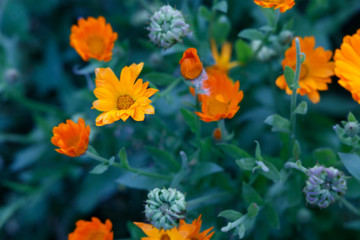 Orange and yellow flower in garden. Calendula officinalis, the pot marigold, ruddles, common marigold or Scotch marigold
