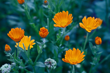 Orange and yellow flower in garden. Calendula officinalis, the pot marigold, ruddles, common marigold or Scotch marigold