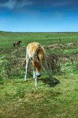 Naklejka na ściany i meble Exmoor Pony on Exmoor National Park