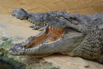 crocodile