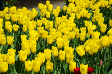 Obraz premium Common Tulipa Liliaceae Tulip