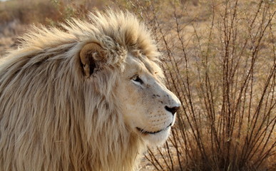 Weißes Löwen Männchen 4871