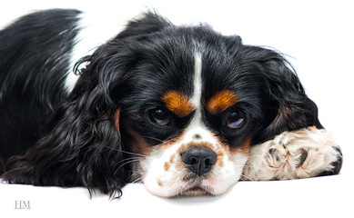 dog Cavalier King Charles Spaniel lies in the studio