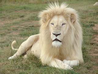 Weißes Löwen Männchen Portrait 6815