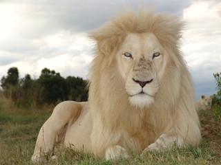Weißes Löwen Männchen Portrait 6820