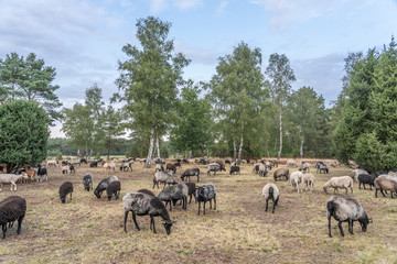 Herd of Heidschnucken, the typical breed of sheep in the Luneburg Heather in Niedersachsen, Germany

