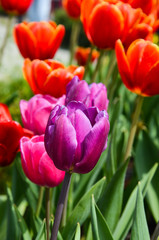 Obraz premium Common Tulipa Liliaceae Tulip