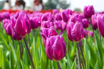Common Tulipa Liliaceae Tulip