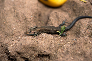Garden lizard on the sand close up