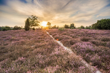 Naklejka na ściany i meble landscape with blooming erica in the Luneburg heather near Wilsede Mountain, Niedersachsen, Germany, landscape