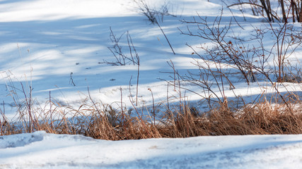 Thawed patch in snow with grass  in early spring