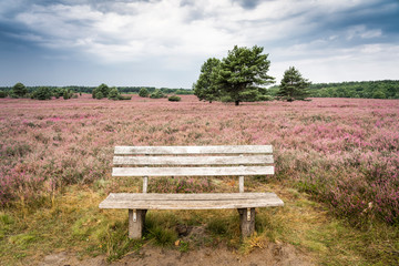 Fototapeta premium landscape with blooming erica in the Luneburg heather near Wilsede Mountain, Niedersachsen, Germany, landscape