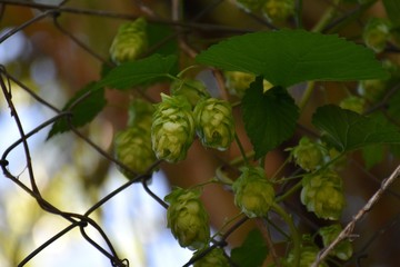 Humulus lupulus in flower hanging on fence post.