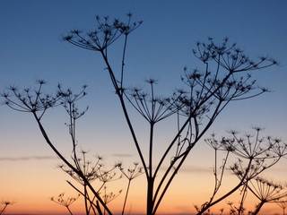 silhouette of flowers