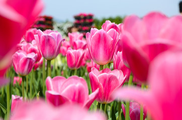 Common Tulipa Liliaceae Tulip