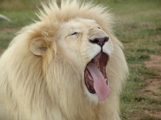 Weißes Löwen Männchen Portrait 6827