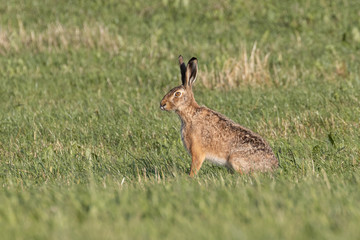 Naklejka premium Rabbit (Lepus europaeus) sitting in green grass