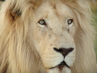 Weißes Löwen Männchen Portrait 6849