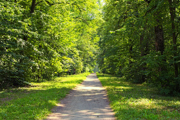 Fototapeta premium Picturesquel narrow and straight trail through the forest on a sunny day. Arboretum Alexandria in Bila Tserkva. Scenic nature landscape with old trees against blue sky.Concept of landscape and nature