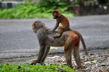 Monkey mother and baby ride.