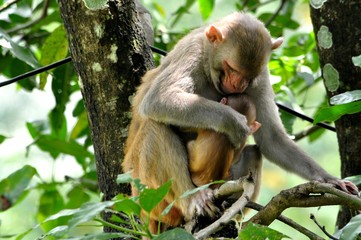 Monkey Motherhood.