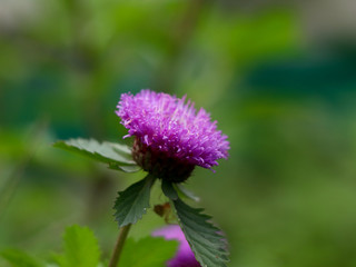 Brazilian Button Flower in a showy blue-purple color, selective focus