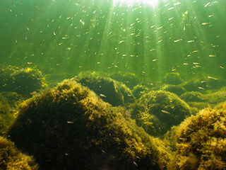 Fototapeta na wymiar Sun rays penetrating green ocean water with plenty of small fish. Stones covered by yellow seaweed