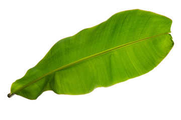 Banana leaf texture.