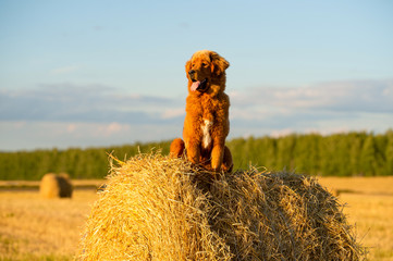 Ginger dog sits on a haystack at sunset. Dog breed Tibetan Mastiff.