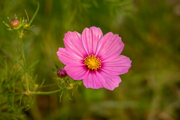 Pink Primrose Flower