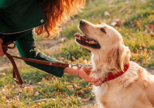 Golden retriever dog with a curly woman walking outdoors on sunny day. Training the dog in the park. love and care for the pet.