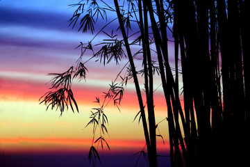 Silhouette bamboo tree and leaves on branch and colorful sunset sky