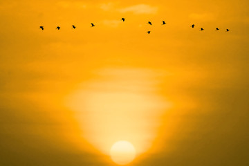 sunset on evening light orange cloud on the sky and birds flying