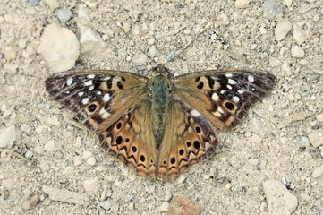 Painted Lady Butterfly Stretching its Wings