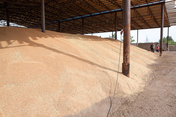 Fototapeta premium Flat-type grain storage full of wheed seeds, roofed build for rain protect, agricultural cereal harvesting season