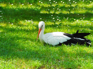White stork resting on the grass (Ciconia ciconia), in a green field