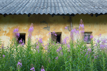 Windows and part of the roof of an old abandoned house overgrown with grass and wild flowers © Alexey