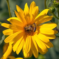 bee or honeybee in Latin Apis Mellifera on yellow flower