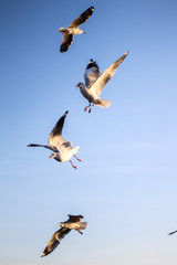 Obraz premium sunset sky and seagulls flying