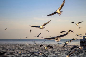 Obraz premium flock of seagulls flying over deck at sunset