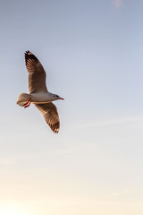 sunset sky and seagull flying