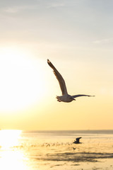 Fototapeta na wymiar sunset sky and seagull flying