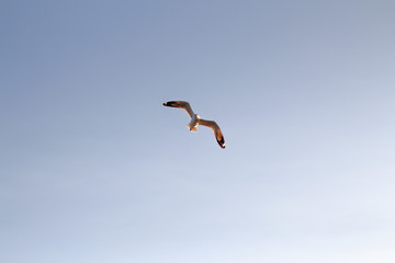 sky and seagull flying
