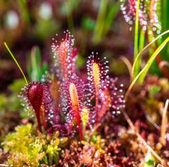 Close-up of Carnivorous plant in Laahemaa National Park, Estonia