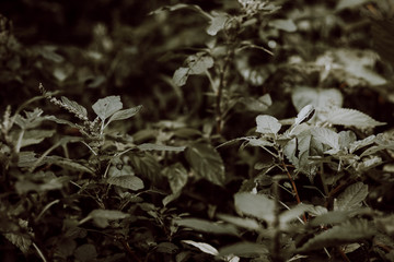 leaves in the snow