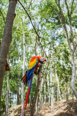 Colorful macaw in the jungle
