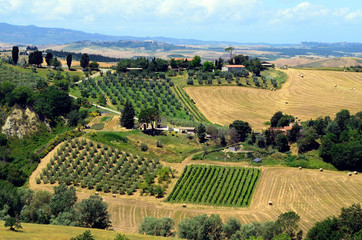 Fototapeta na wymiar Italy, Tuscany, Agriculture