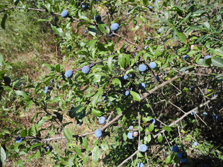 Botany, Blackthorn