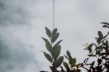 olive branch on blue sky