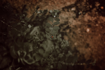 spider on a wooden background